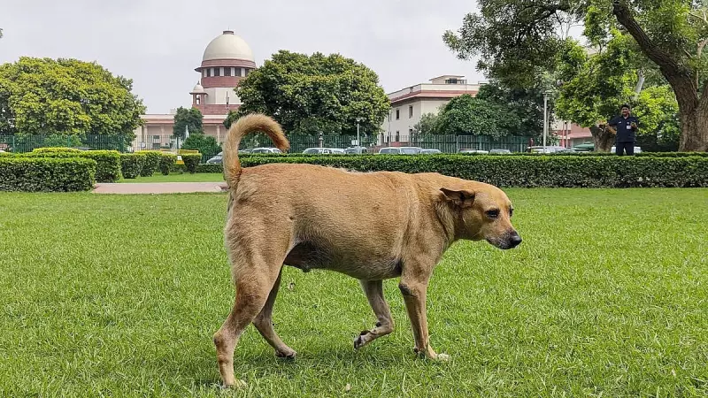 Supreme Court Orders Heavy Compensation for Every Dog Bite Death in India