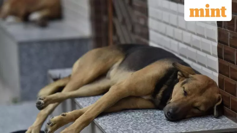 Supreme Court Scrutinizes Stray Dog Management, Seeks Balance Between Safety & Welfare