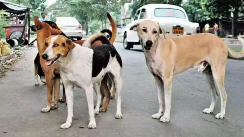 Supreme Court Slams States Over Inadequate Stray Dog Sterilization Efforts