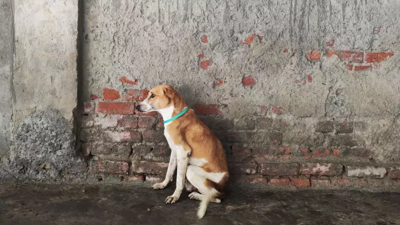 Supreme Court Warns States of Heavy Compensation for Stray Dog Bite Deaths