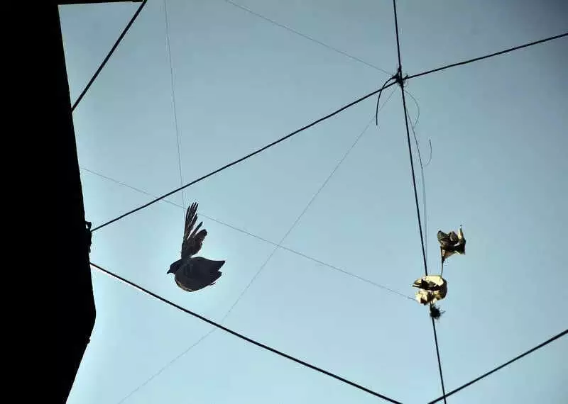 Surat's Deadly Kite Strings Still Threaten Lives Days After Uttarayan