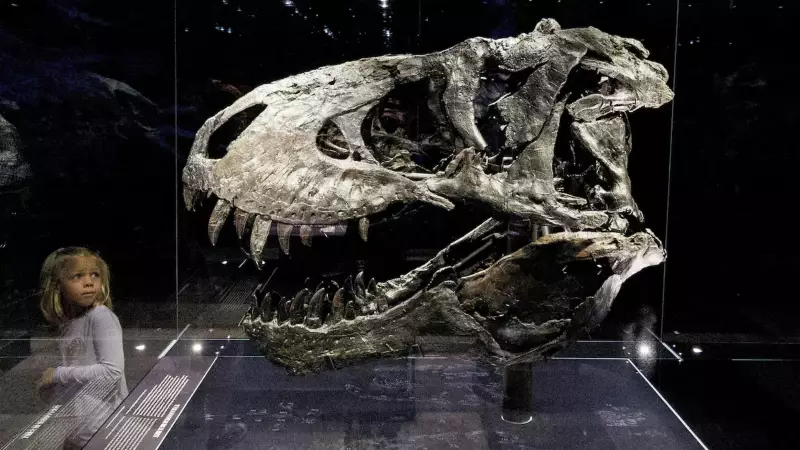 T. rex Took 40 Years to Reach Full Size, New Study Reveals