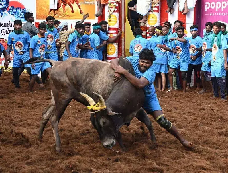 Tamil Nadu CM Stalin Announces Govt Jobs for Top Jallikattu Tamers in Madurai
