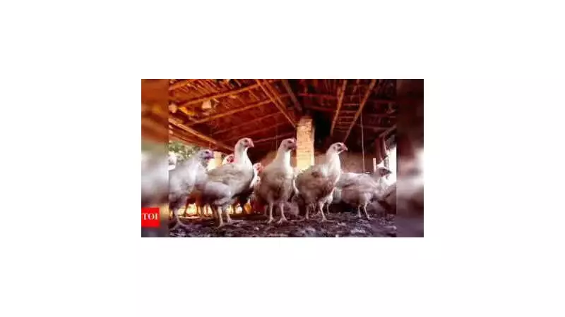 Tamil Nadu Forms High-Level Committee to Address Broiler Chicken Industry Challenges