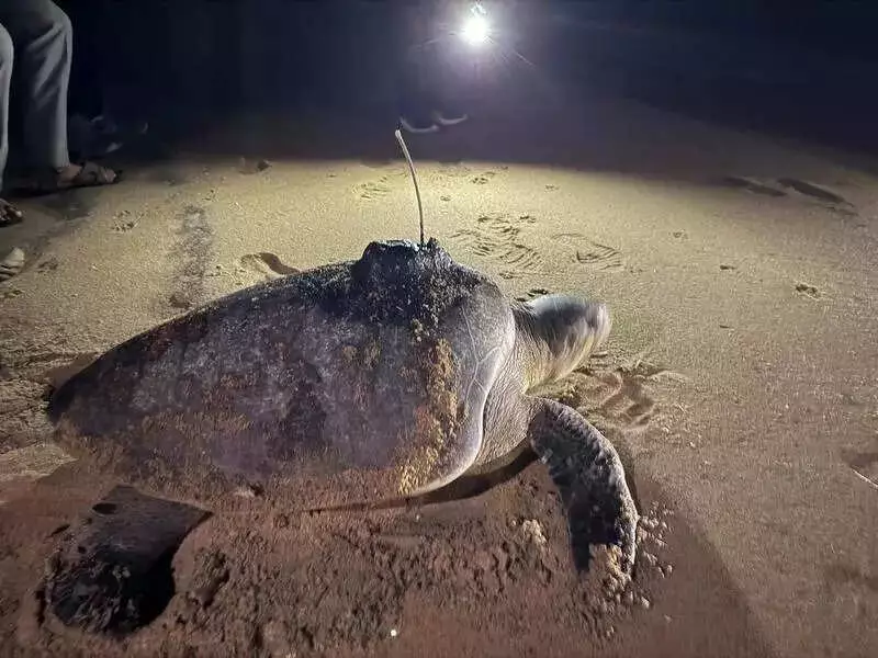Tamil Nadu's First Satellite-Tagged Olive Ridley Turtle Tracked After Nesting