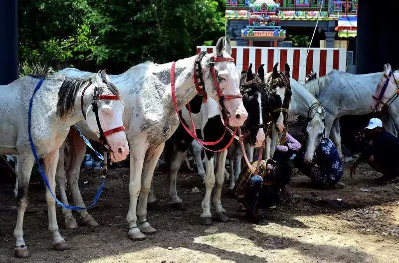 Tamil Nadu's New Policy Protects Working Equines from Heat, Overwork & Neglect