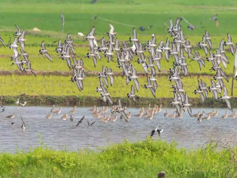 Tamiraparani Waterbird Count 2024: Annual Census to Document Avian Diversity in Tamil Nadu