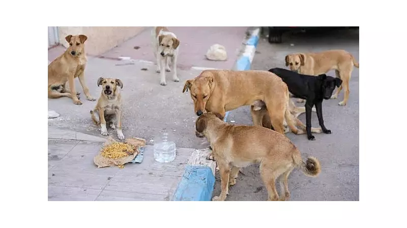 Telangana Panchayat Polls Lead to Mass Killing of 500 Stray Dogs in Kamareddy