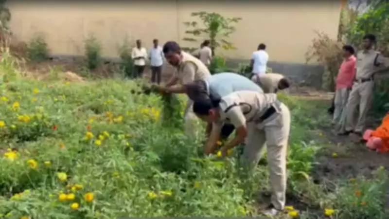 Telangana Priest Arrested for Cultivating Ganja in Temple, Rs 70 Lakh Contraband Seized