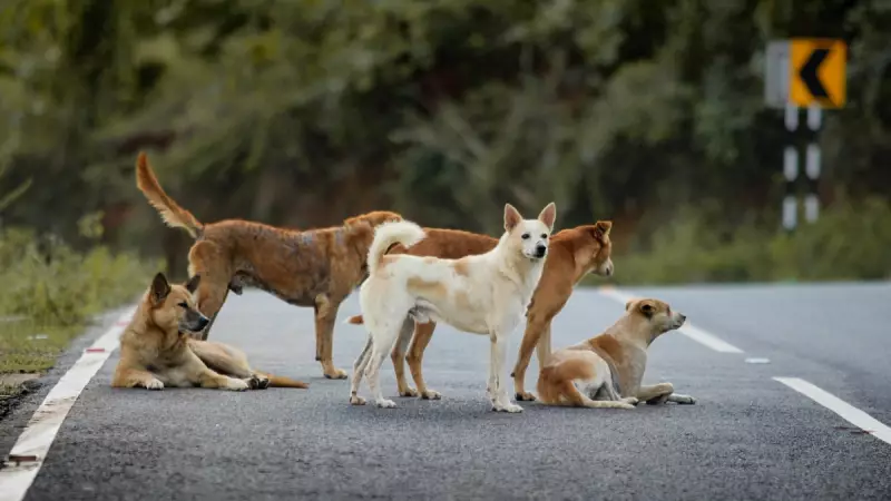 Telangana Villages Cull 500 Stray Dogs in a Week to Fulfill Panchayat Poll Promises