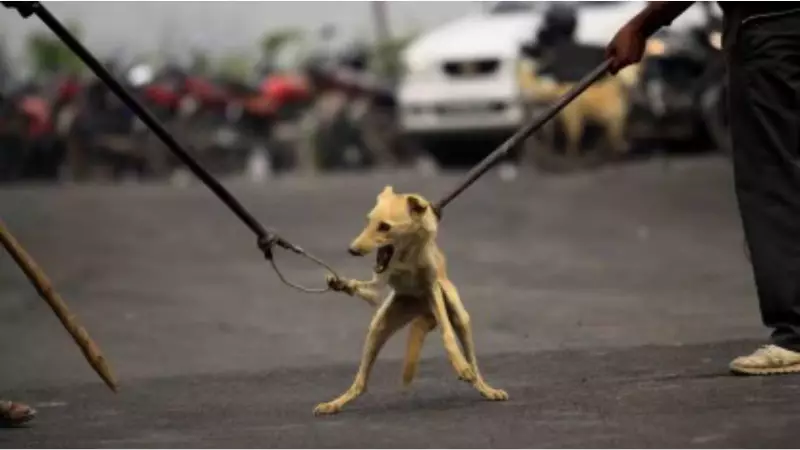 Telangana Village's Despair: 9 Dog Bites Monthly Amid Mass Culling Charges