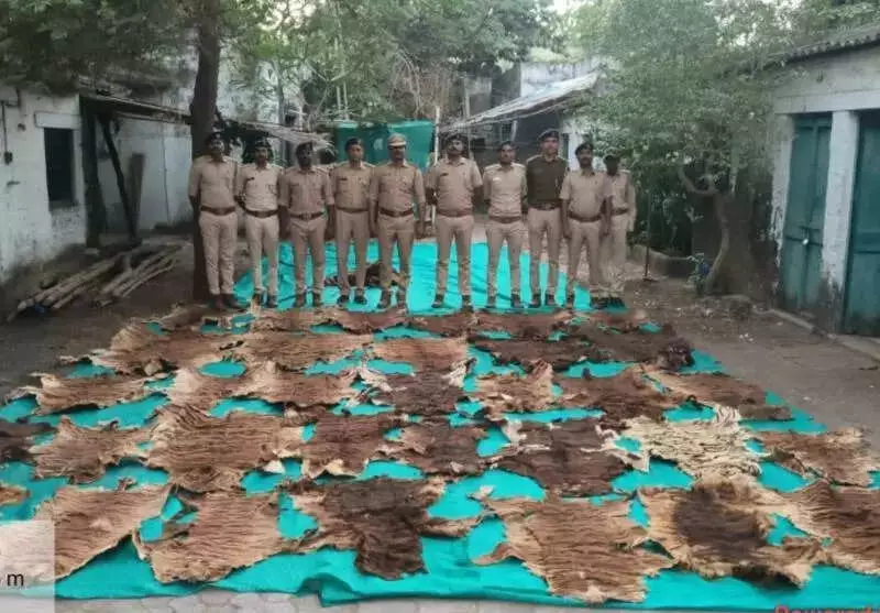 Temple Caretaker's Death Reveals 37 Tiger Skins, 133 Claws in Rajpipla