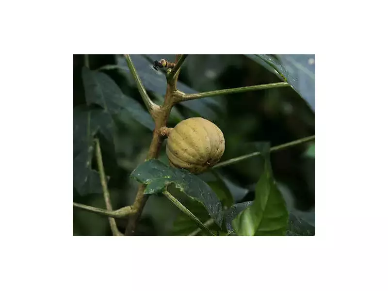 The Dynamite Tree: Nature's Explosive Seed Launcher in Tropical Forests