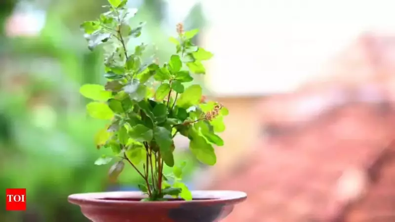 The Sacred Evening Ritual: Lighting Diya Under Tulsi Plant in Hindu Homes
