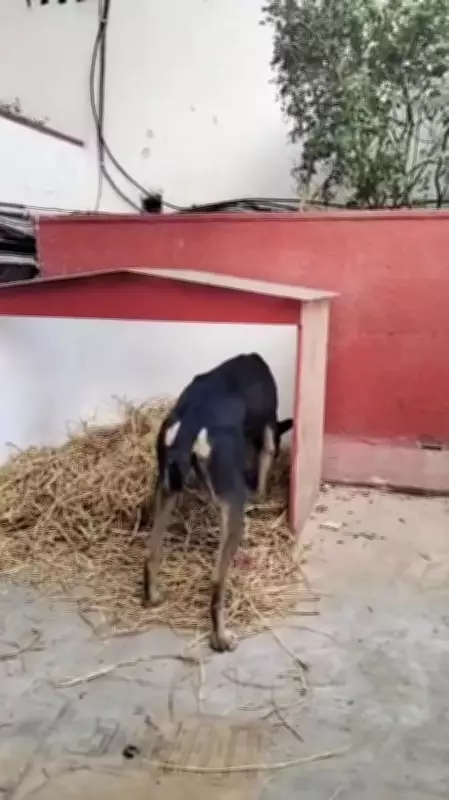 Thumki: Kolkata's Beloved Stray Dog Captivates City with Daily Adventures