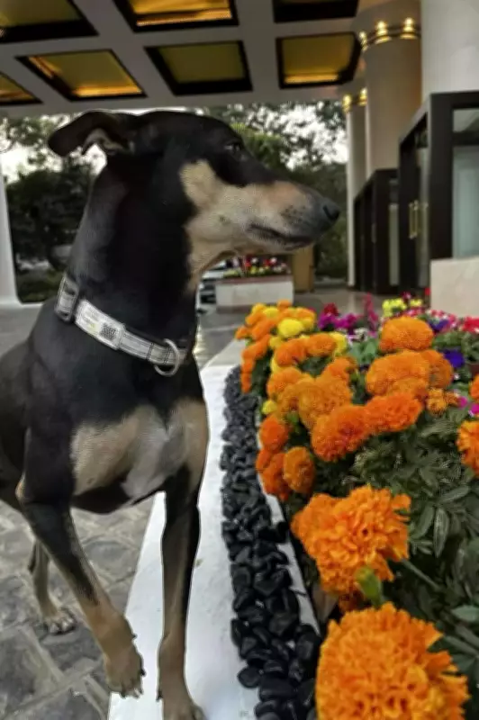 Thumki: Taj Bengal's Beloved Indie Dog Star Spreading Joy in Kolkata
