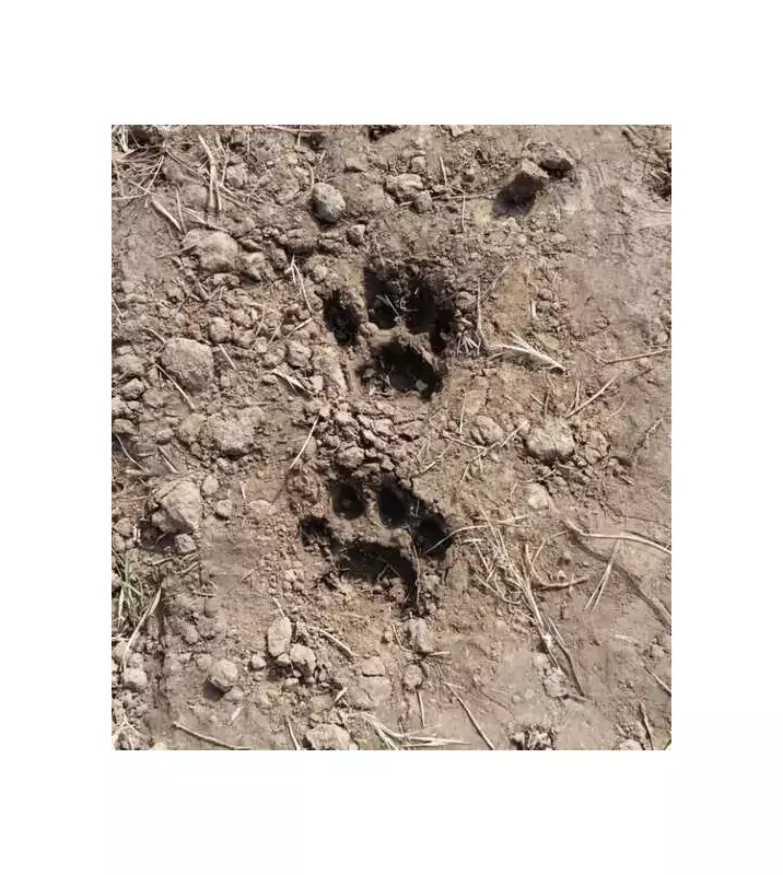 Tiger & Leopard Stir Panic in Chhattisgarh Villages, Forest Dept on Alert