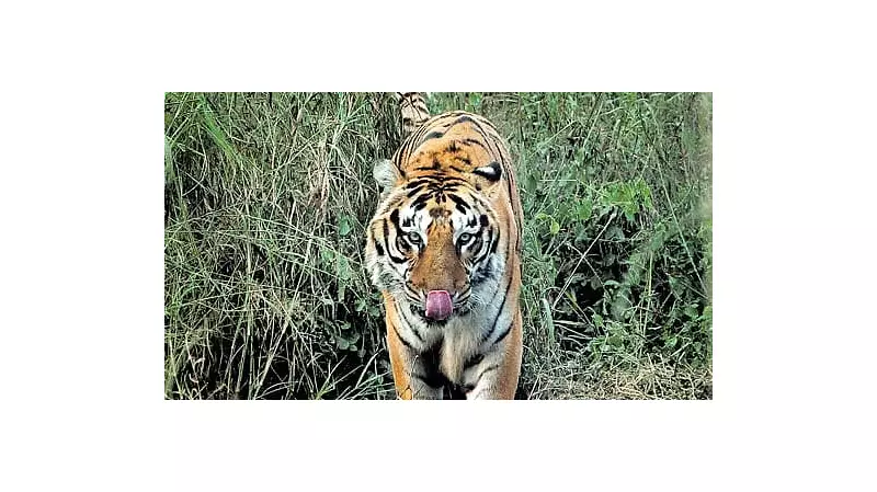 Tiger Attacks Spark Fear in Telangana's Yadadri Bhongir District