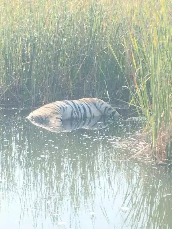 Tiger Carcass Found Floating in Wardha Farm Pond, Sparks Panic in Villages