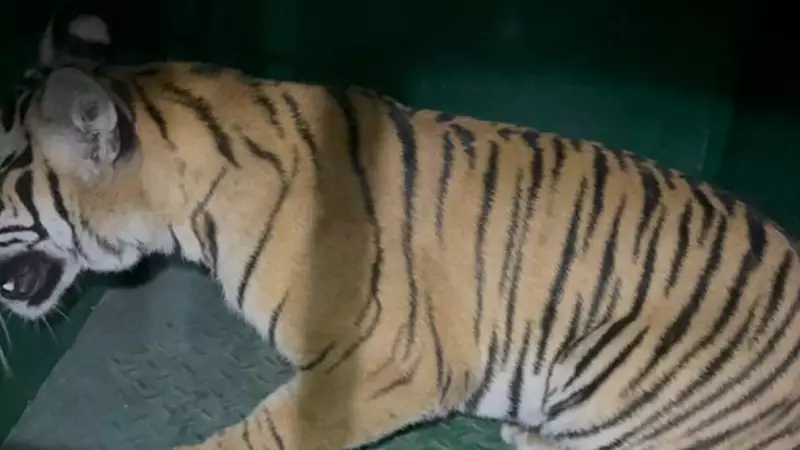 Tiger Cub Rescued in Chamarajanagar, Forest Teams Hunt for Three Siblings