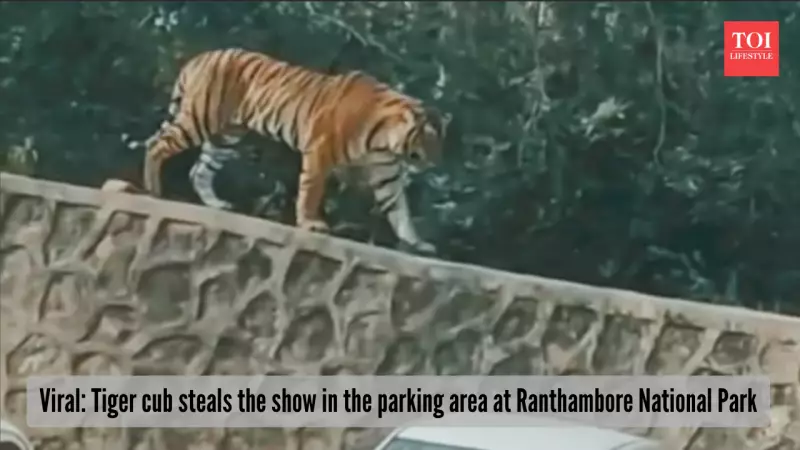 Tiger Cub's Parking Lot Stroll Steals Hearts at Ranthambore National Park
