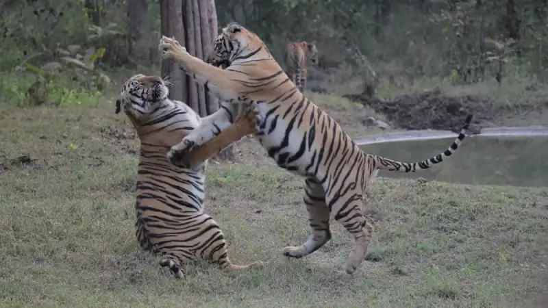 Tiger Cubs' Playful Antics Captivate at Umred Sanctuary, Video Goes Viral