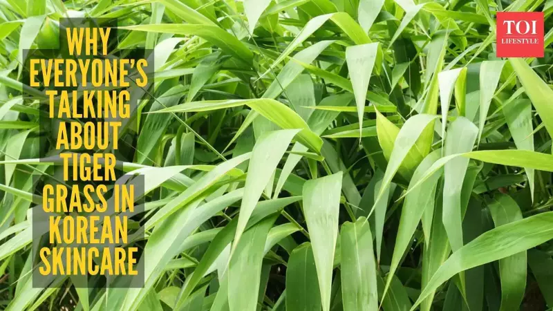 Tiger Grass: Why This Korean Skincare Ingredient Is Perfect for Indian Skin