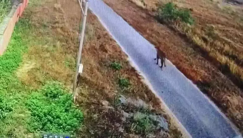 Tiger Prowls Mysuru Airport, Forest Dept Deploys Elephants & Drones