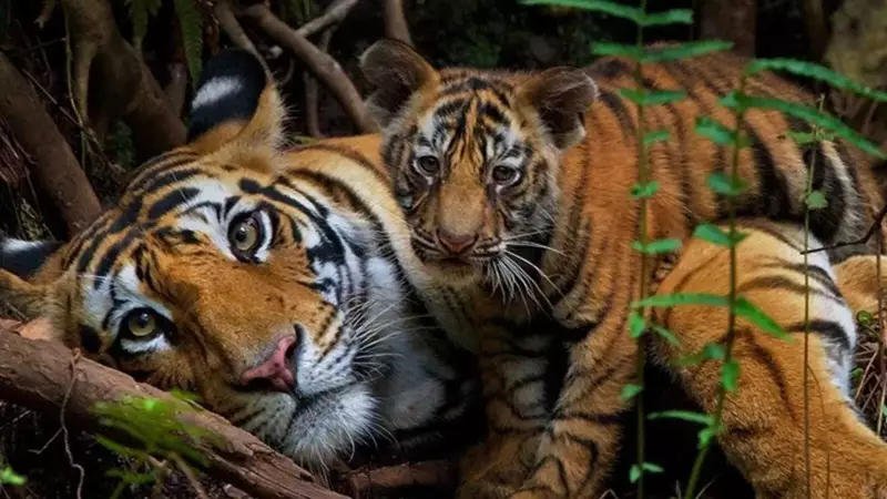 Tiger's 500km Journey Signals India's New Conservation Challenge