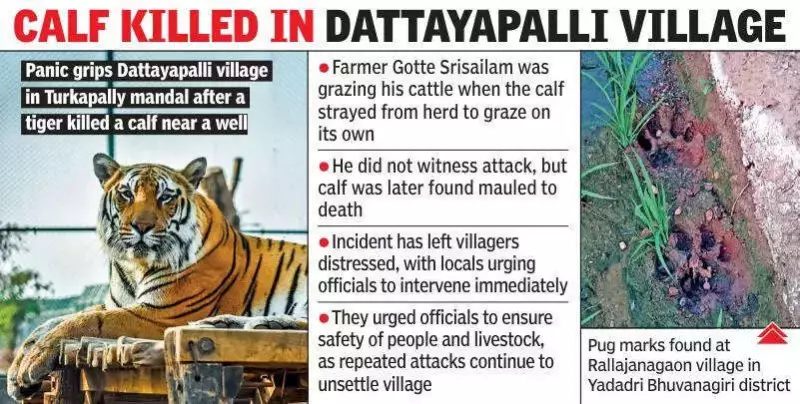 Tiger's Prolonged Presence Near Hyderabad Exposes Forest Department's Preparedness Gaps
