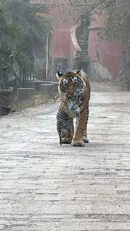 Tigress 'Sultana' Halts Temple Traffic in Ranthambore for Cub's Safety