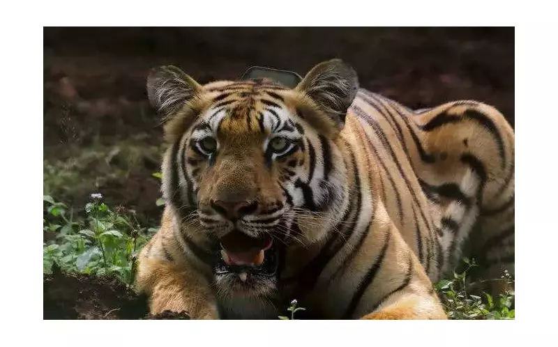 Tigress Yamuna's Mating Future Uncertain After Year-Long Stay in Kuldiha Sanctuary
