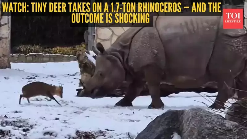 Tiny Muntjac Deer Fearlessly Challenges 1.7-Ton Rhino in Viral Zoo Video