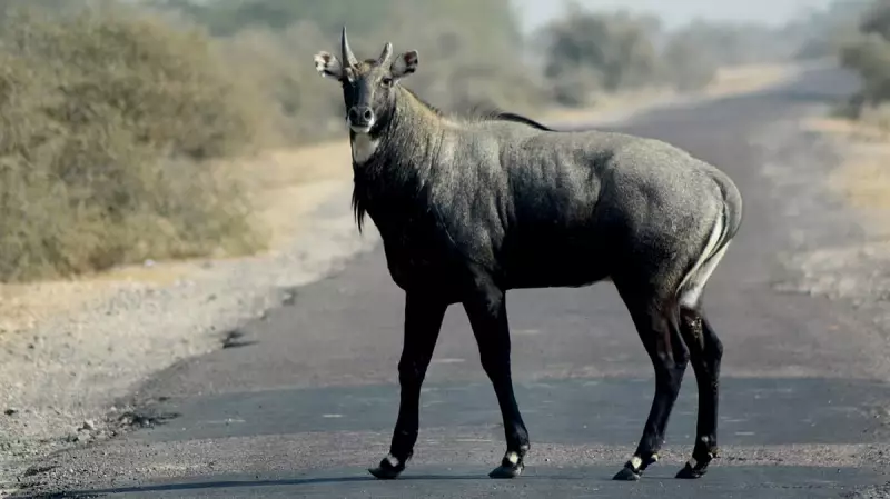 Toddler Dies After Nilgai Leaps Into Moving Car in Madhya Pradesh's Guna