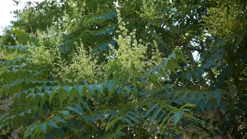 Tree of Heaven: The Invasive Species Damaging Indian Homes & Gardens