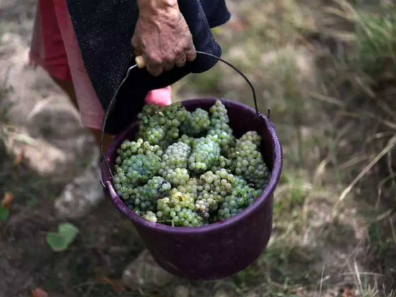 Trump Threatens 200% Tariffs on French Wine After Macron's Gaza Peace Board Refusal