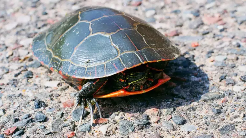 Turtle Head Retraction: Beyond Cartoons to Evolutionary Science