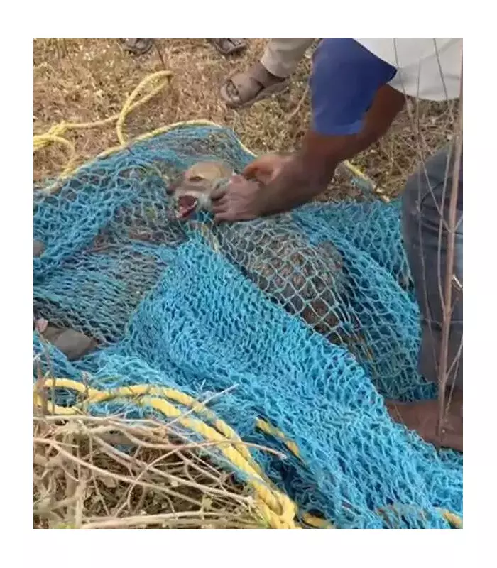 Two Indian Jackals Rescued from Old Well in Medak After Nighttime Plunge