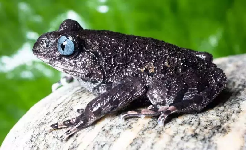 Two New Frog Species Discovered in Arunachal, One Honors Kerala Journalist