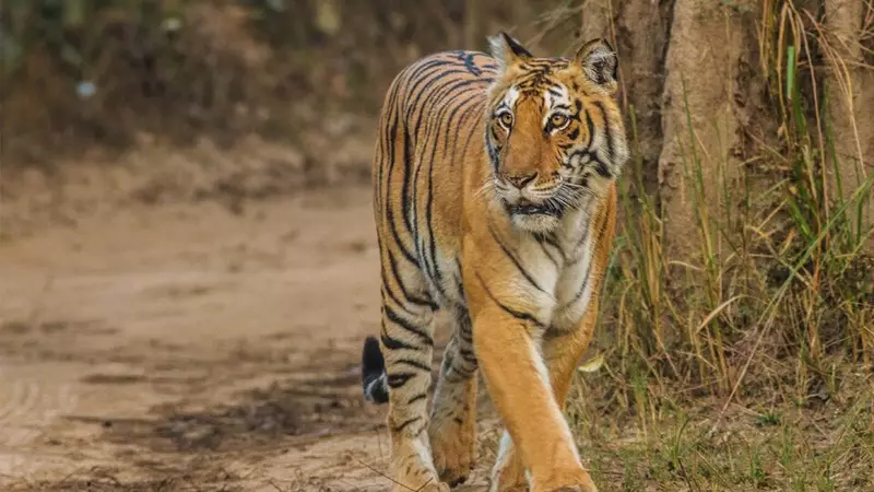 Unveiling the Hidden Wonders of Jim Corbett National Park