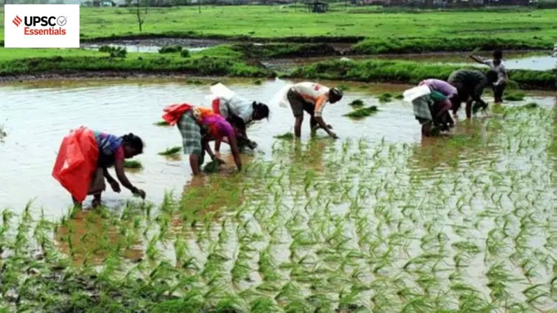 UPSC Mains Practice: Reforming Fertiliser Subsidies & Rice Productivity Variations