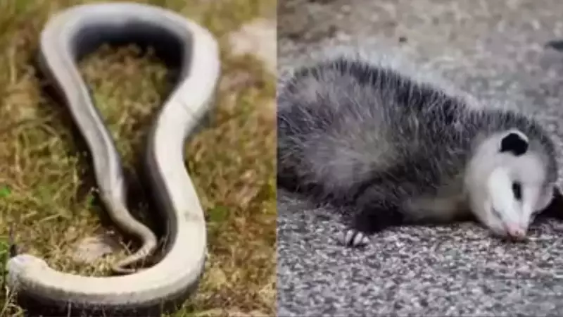 US Study Reveals Animal Deaths: Texas Leads, Bees Top Killers