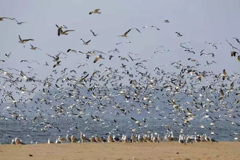 Uttara Kannada Coast Sees 10-20% Surge in Tern and Gull Populations This Season