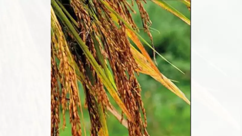 Uttarakhand Imposes Groundwater-Linked Ban on Summer Paddy Cultivation in Udham Singh Nagar