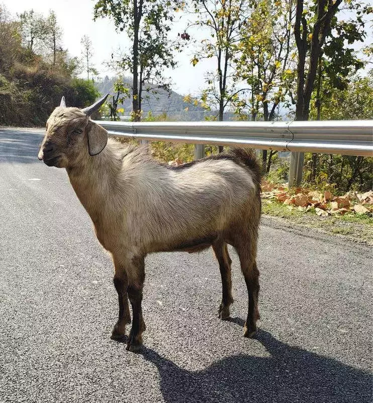Uttarakhand's Udaipuri Goat Gains Official Indigenous Breed Status from NBAGR
