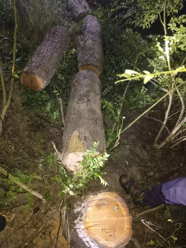 Vigilance Bureau Launches Probe into Illegal Khair Tree Felling in Ropar Government Forests