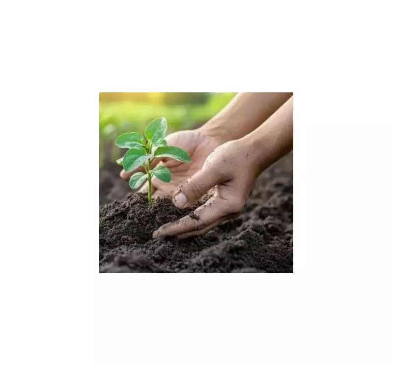 Vijayawada's Green Initiative: 28,000 Free Saplings Distributed but Plantation Lags