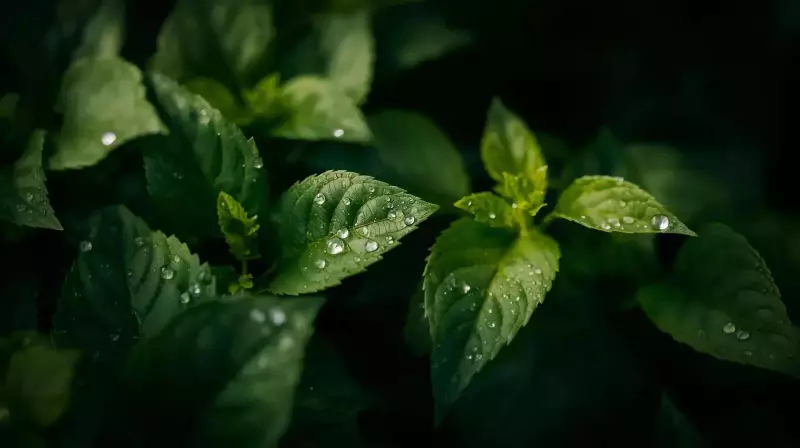 Watering Mistake That Invites Fungal Disease in Plants: Timing Matters More Than You Think