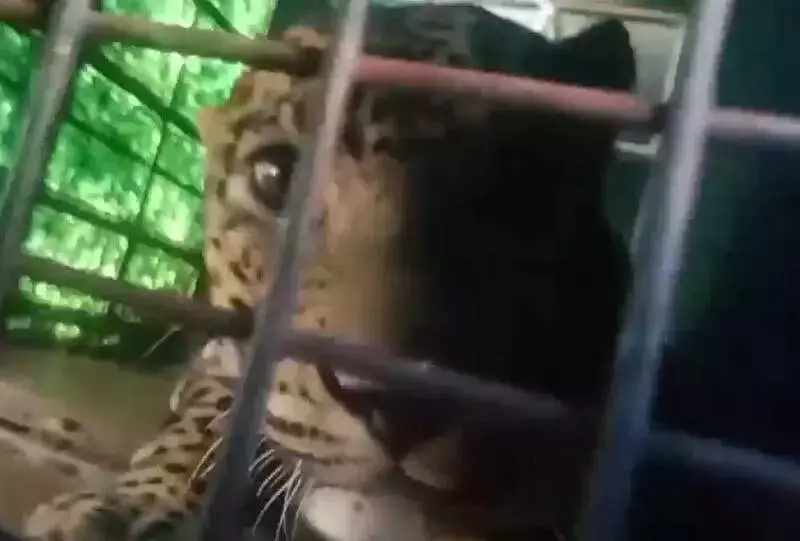 Wayanad Leopard Captured After Panic Near Human Habitations