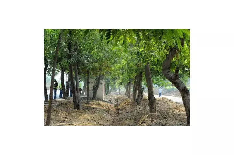 West Delhi Parks: 859 of 1,063 Compensatory Saplings Surviving, Forest Dept Reports